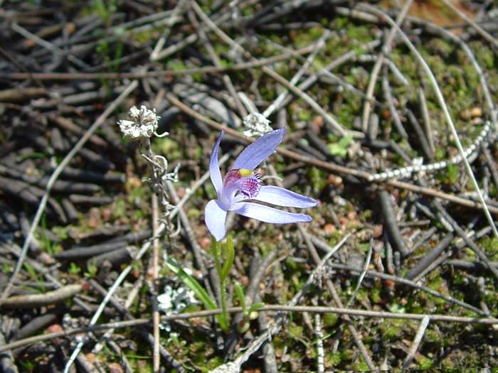 Cyanicula - orchidaceae_blue_fairy.jpg